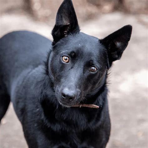 black dog with pointy ears